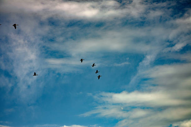istock Canada geese flying on a sunny day 1027394436