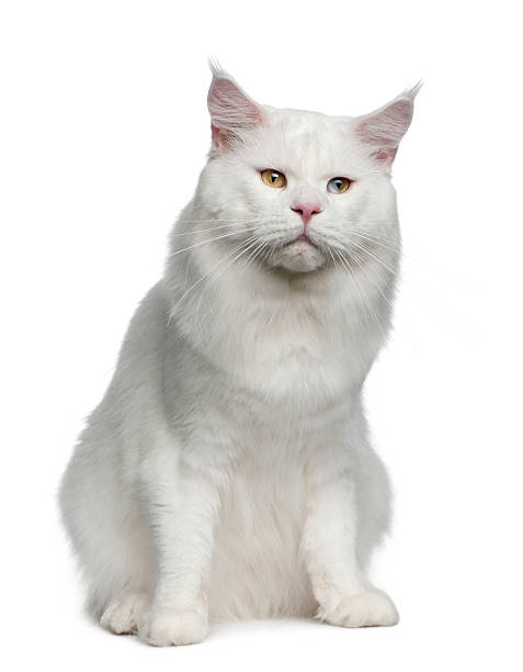 istock Maine coon, sitting and looking at the camera 102739693