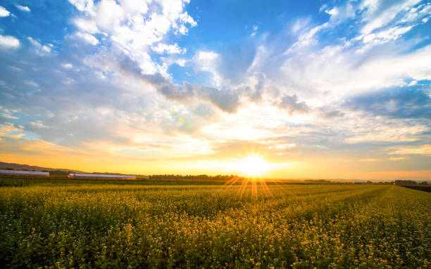 istock Amazing summer sunset over farmlands 1027397330