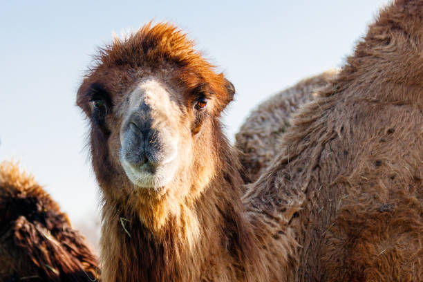 istock beautiful camel (head) against the blue sky 1027397490