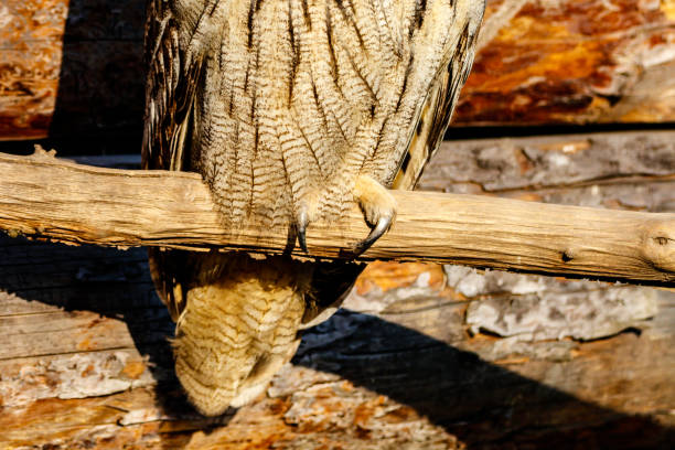 istock beautiful owl with yellow eyes and beak 1027397774