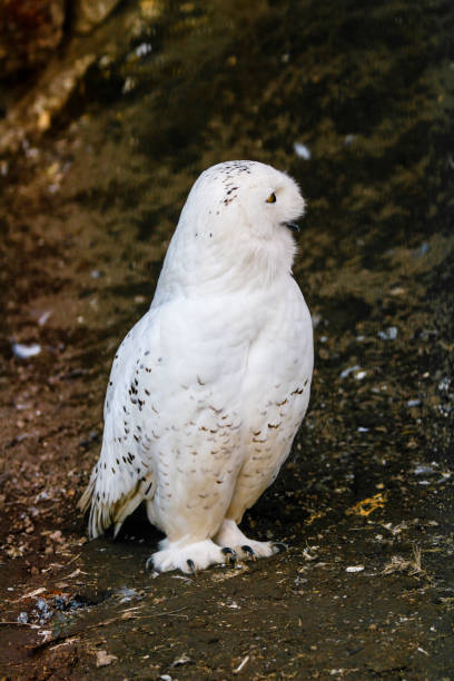 istock beautiful white owl with yellow eyes and beak 1027399974