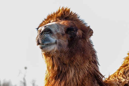 beautiful camel (head) close-up against the blue sky