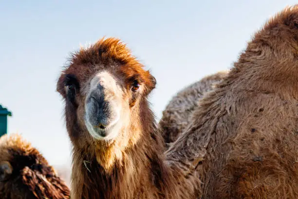 Photo of beautiful camel (head) against the blue sky