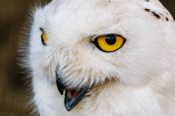 istock beautiful white owl with yellow eyes and beak 1027400268