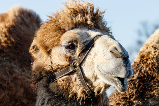 beautiful camel (head) close-up against the blue sky