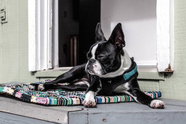 istock Laying down on front porch, close up a young Boston terrier laying on recycled multi-colored mat 1027400688