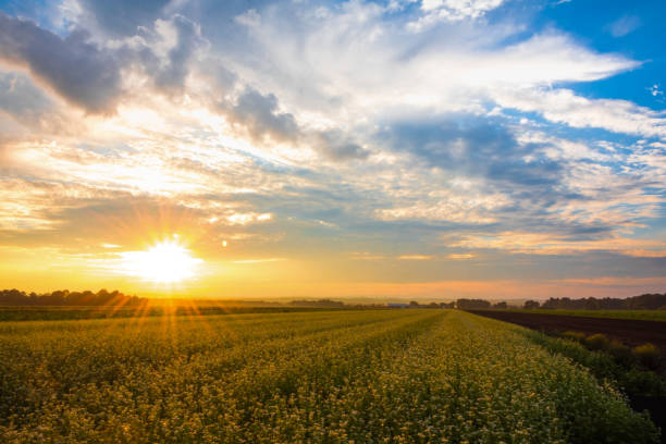 istock Amazing summer sunset over farmlands 1027403562