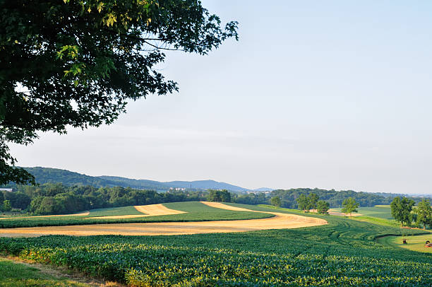 istock Hay And Soy Bean Field 102740386