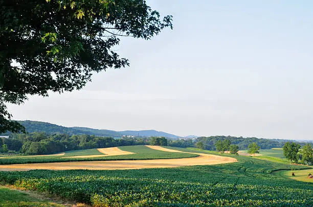 A farm mixing crops to preserve soil quality. The hay has been harvested along the contours of the field.Appalachian mountains in the background