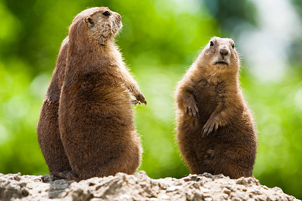 Group of prairie dogs stock photo