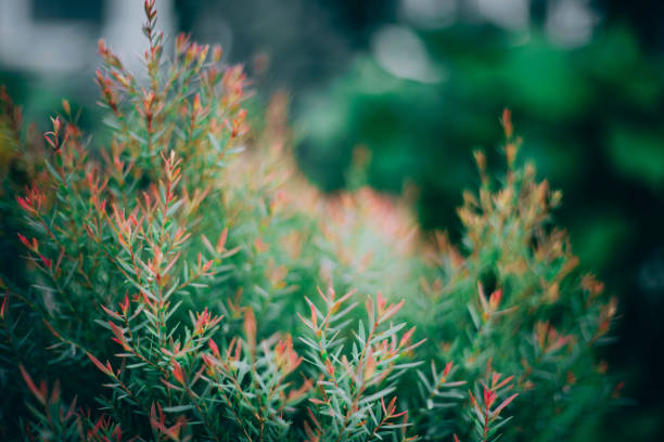 African pine or Dwarf Eucalyptus for natrue background.