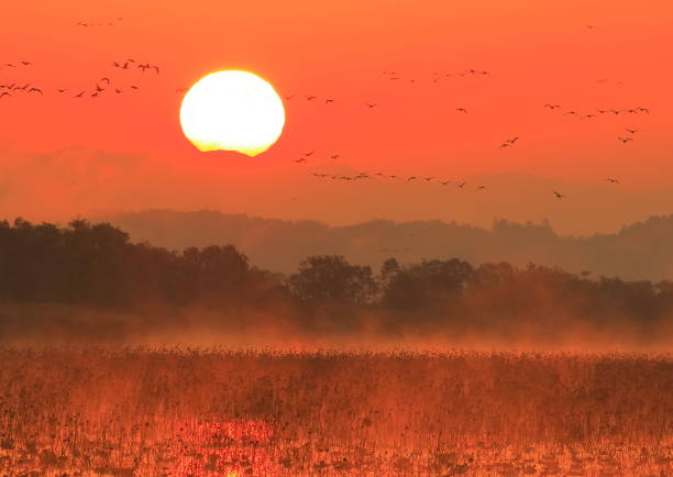 istock Izunuma in the morning 1027421158