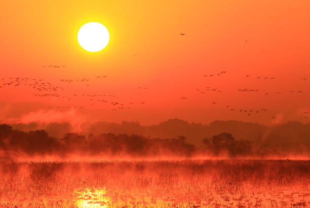 istock Izunuma in the morning 1027421496