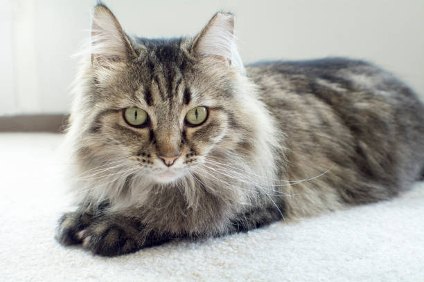 istock majestic beautiful mainecoon cat 1027424504