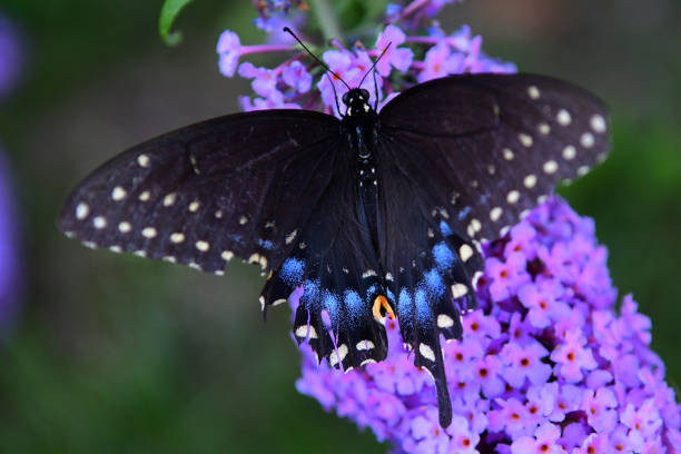 istock A Monarch Butterfly Sits on A Butterfly Bush 1027427080