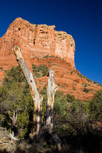 Red Tree Rock 70+ Dead Tree Red Rock Arizona Stock Photos, Pictures & Royalty-Free ...