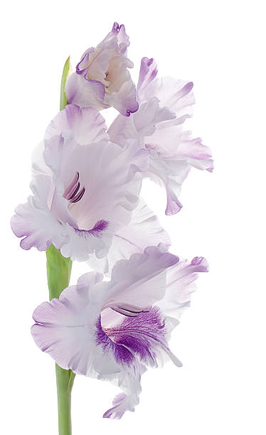 gladiolo - gladiolus single flower isolated white fotografías e imágenes de stock