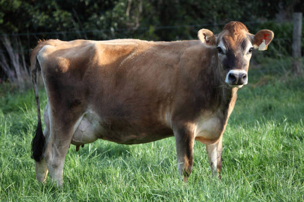 Jersey dairy cow stock photo