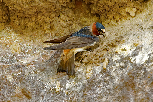 A Cliff Swallow begins work on a nest. These swallows will build their nests directly onto cliff walls.