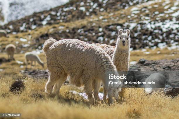 The Original Camel From The Andes The Lama Is An Andean Animal That Lives In High Altitudes Like The Andes Altiplano Meadows Lauca National Park Arica Chile Stock Photo - Download Image Now