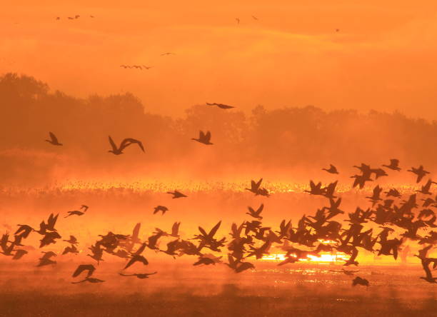 istock Izunuma in the morning 1027441634