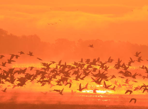 istock Izunuma in the morning 1027443916
