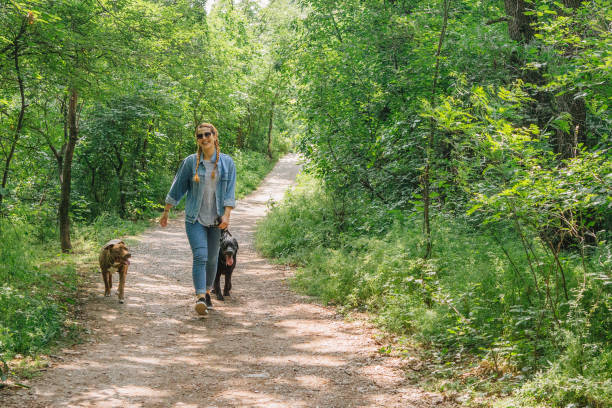 istock Young Woman Walking Her Dogs 1027444024