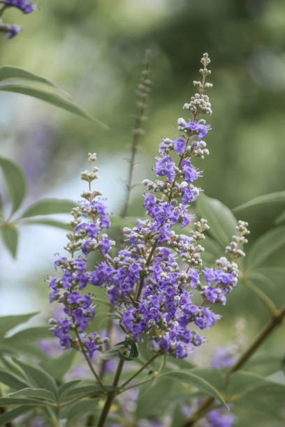 istock Vitex, Texas Lilac Tree has Lavender Purple Flowers 1027444370