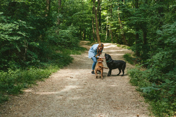istock Young Woman Walking Her Dogs 1027444376