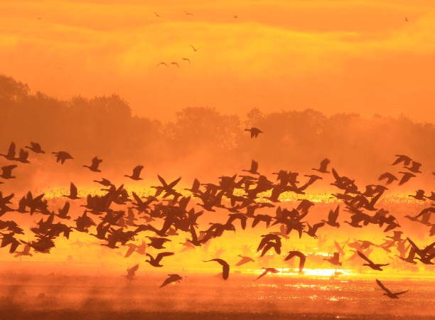 istock Izunuma in the morning 1027447016