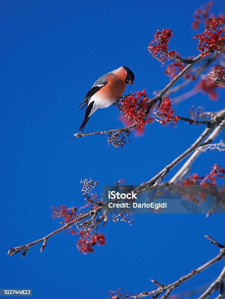 Uccello Ciuffolotto Animali - Fotografie stock e altre immagini di Animale - Animale, Appollaiarsi, Ciuffolotto delle pinete