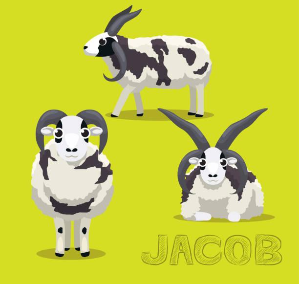 ilustraciones, imágenes clip art, dibujos animados e iconos de stock de oveja jacob cartoon vector ilustración - jacob sheep