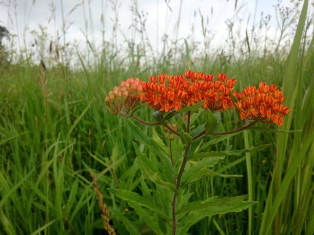 istock Butterfly weed in field 1027458526