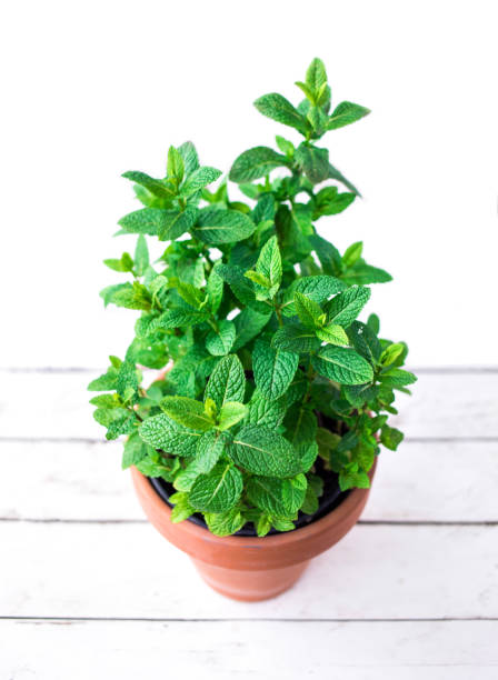 istock Fresh mint in a pot on white wood background, close up
