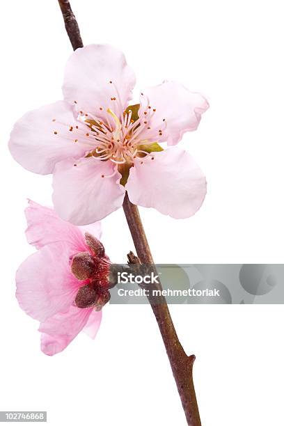 Fiori Di Pesco - Fotografie stock e altre immagini di Fiore - Fiore, Pesca - Frutta, Capolino