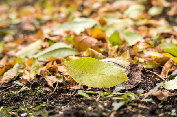 istock Autumn leaves on a meadow. Fallen leaves in the grass 1027475172