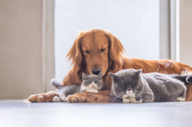 istock Golden Retriever and two cats 1027475288