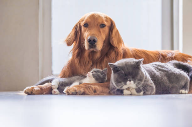 istock Golden Retriever and two cats 1027475290