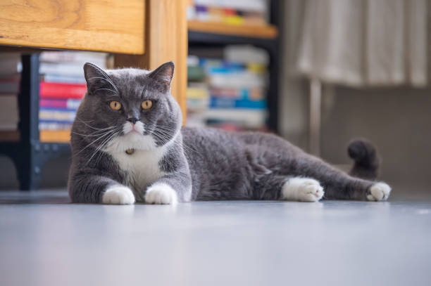 istock British short hair cat, shot indoors 1027475308