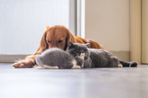 istock Golden Retriever and two cats 1027475316