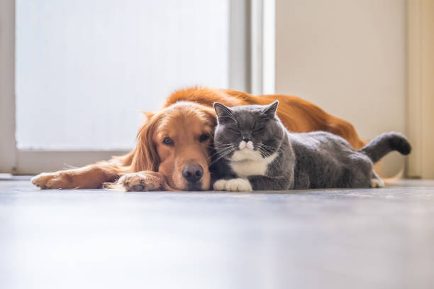 golden retriever et chat british poil court - dog domestic cat pets group of animals photos et images de collection