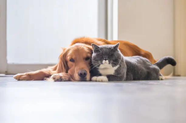 Photo of Golden retriever and British short hair cat