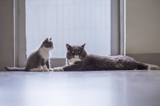 istock British short hair cat dad and Kitten 1027475332