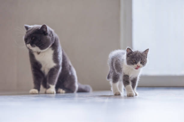 istock British short hair cat dad and Kitten 1027475368