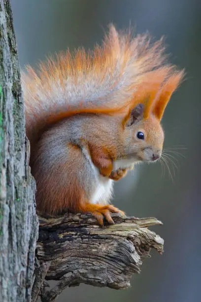 Closeup of a single Red Squirrel on a tree branch in early spring period