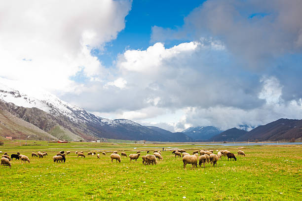 Moutons du lac del Matese - Photo