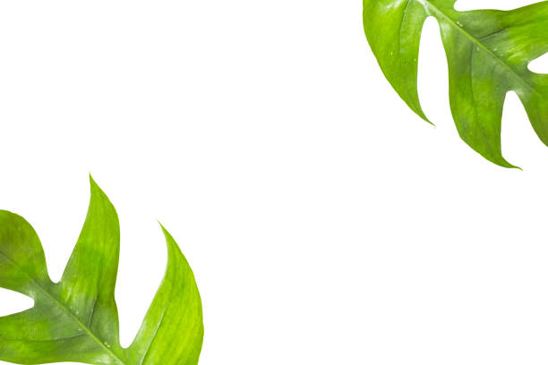 istock Leaves in tropical jungle of leaf isolated on white background. 1027480306