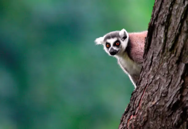Single Lemur Katta - Ring-tailed Lemur lurking from behind a tree trunk.
