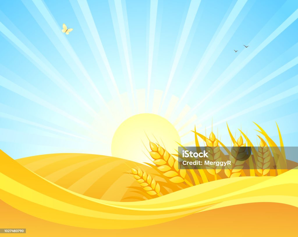 Autumn Wheat Field Design Stock Illustration - Download Image Now - Farm,  Sunbeam, Agricultural Field - iStock